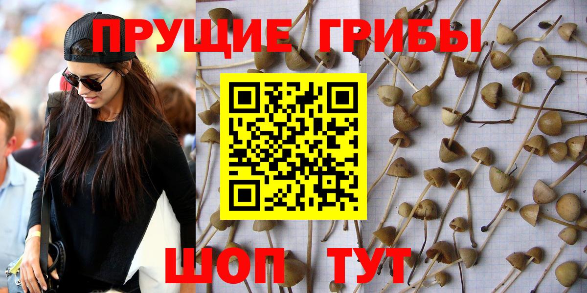 Псилоцибиновые грибы Psilocybine cubensis Шебекино